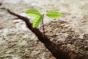 Plant growing