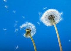 Dandelion